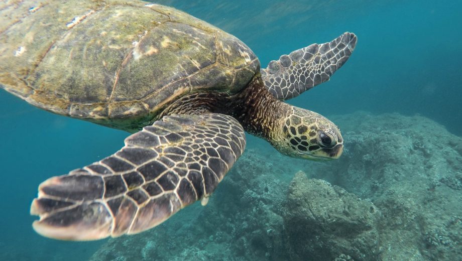 Beautiful closeup shot of a large turtle swimming underwater in the ocean