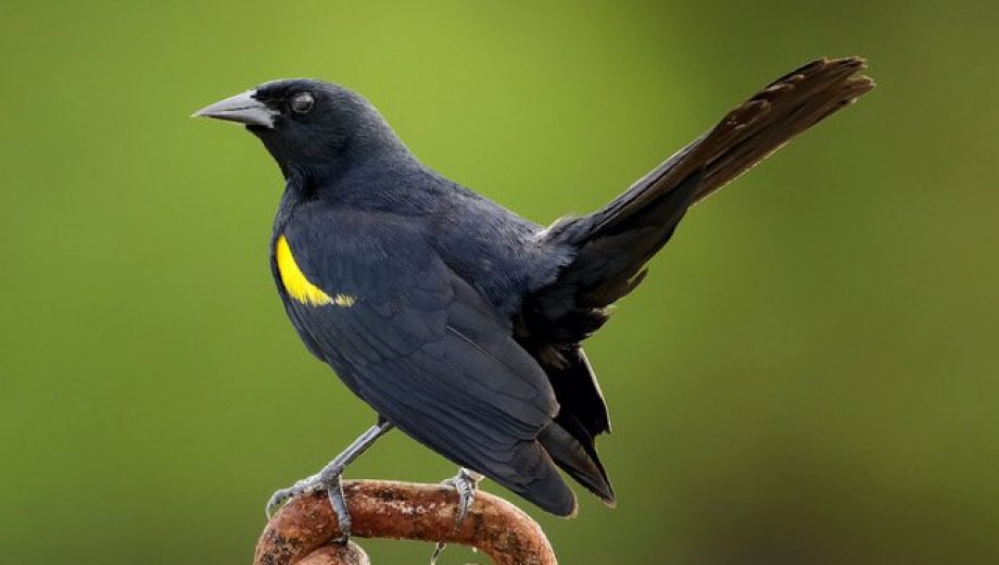 Yellow-shouldered-Blackbird-Beny-Diaz